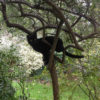 CAT in TREE