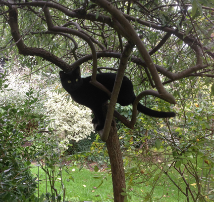 CAT in TREE